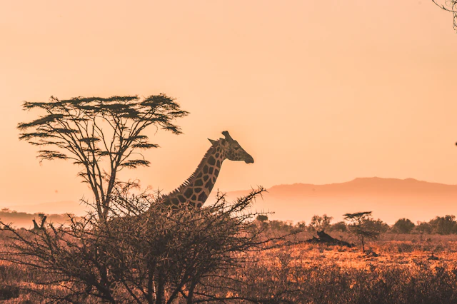 Itinerario — Etiopia: Alle Origini dell'Umanità