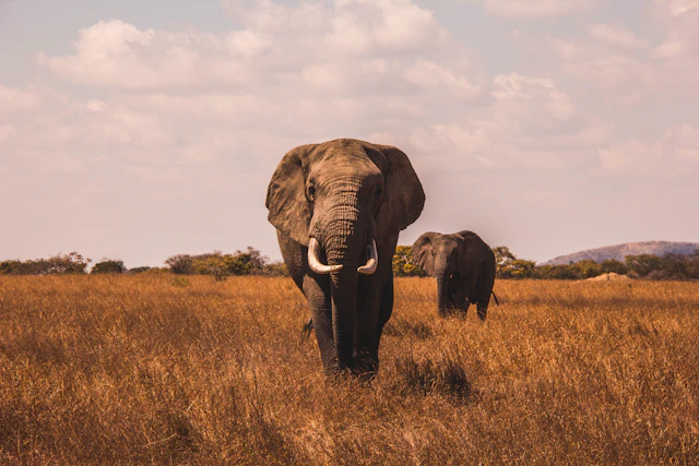 Itinerario — Gorilla e Vulcani: Ruanda e Uganda